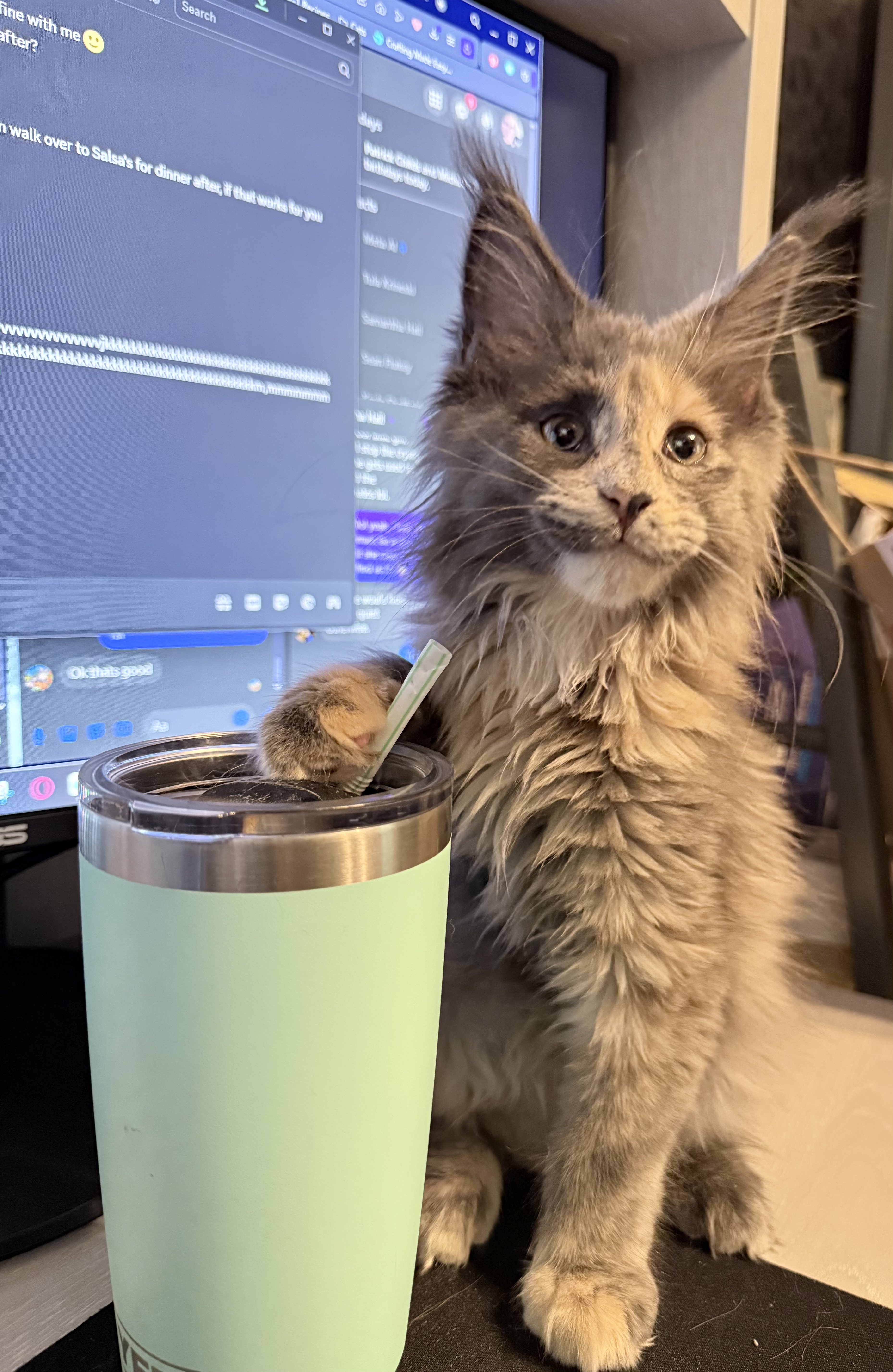 Image of Aurora Dream